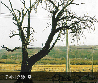 구지뫼 은행나무