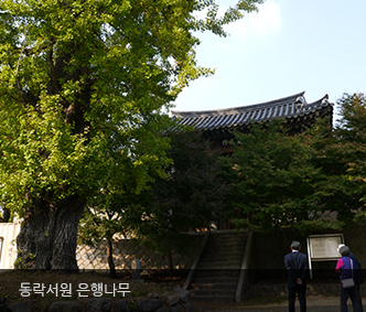 동락서원 은행나무